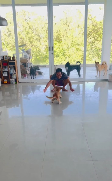 笑顔で走りまわるワンコ