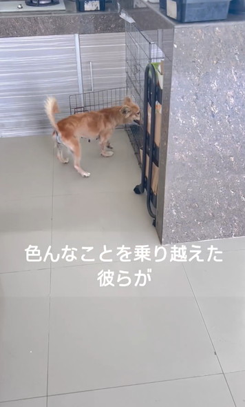 笑顔で走りまわるワンコ