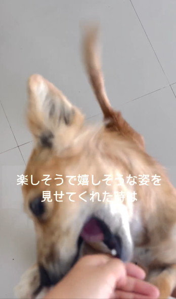 笑顔で走りまわるワンコ