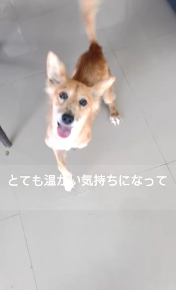 笑顔で走りまわるワンコ