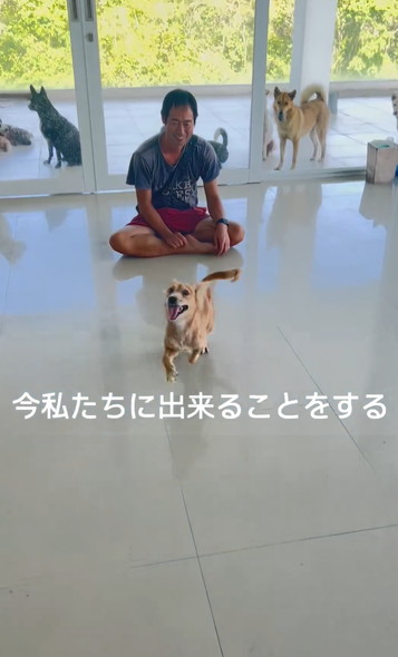 笑顔で走りまわるワンコ