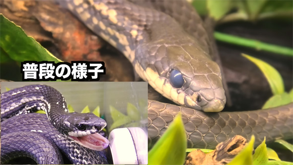 ヘビの普段の様子との違い