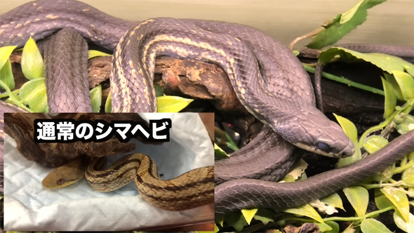 カラスヘビと通常のシマヘビの違い