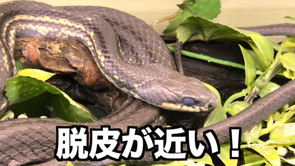 脱皮が近いヘビ