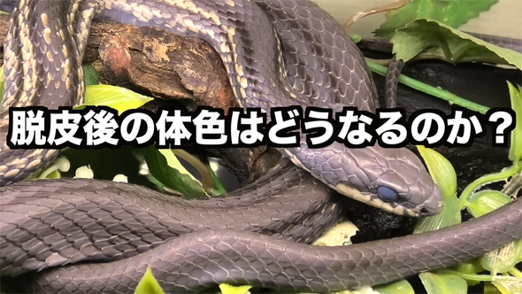 脱皮に備えて休んでいるヘビ