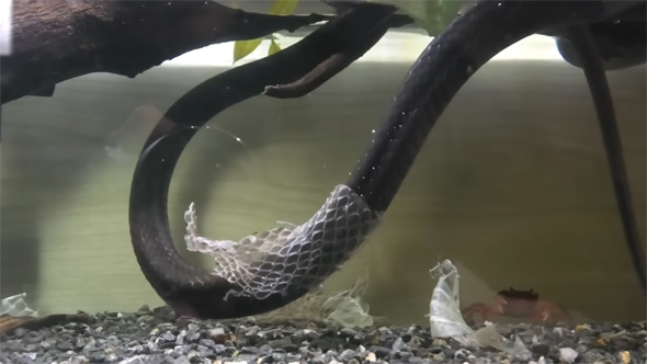 脱皮を始めるヘビ