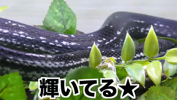 黒色に戻ったヘビ