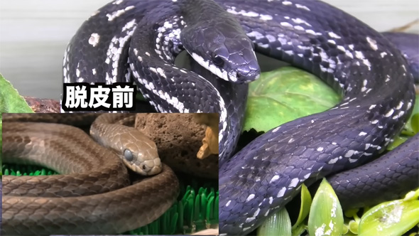 脱皮前と脱皮後のヘビ