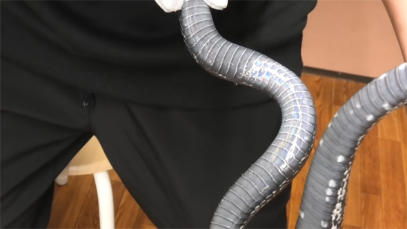 おなかが輝くヘビ