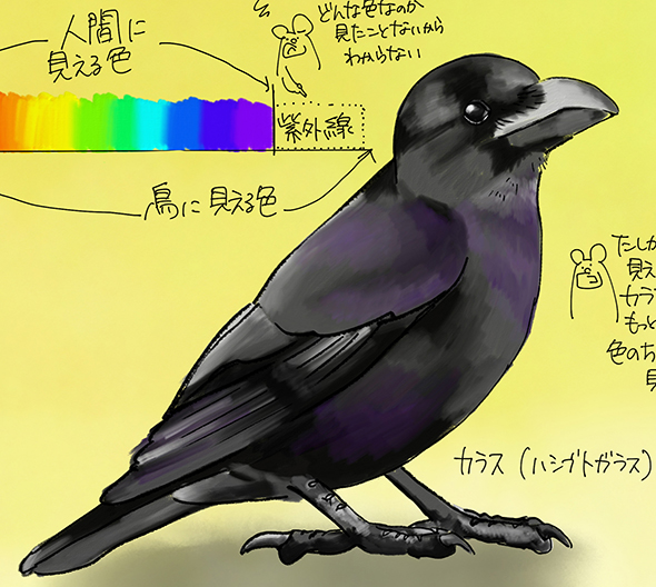 カラスは黒くないトリミング