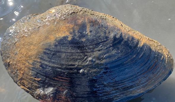 デカ 貝 大きい カラスガイ 淡水 潮干狩り 発見