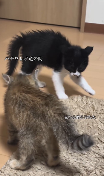 笑顔で走りまわるワンコ