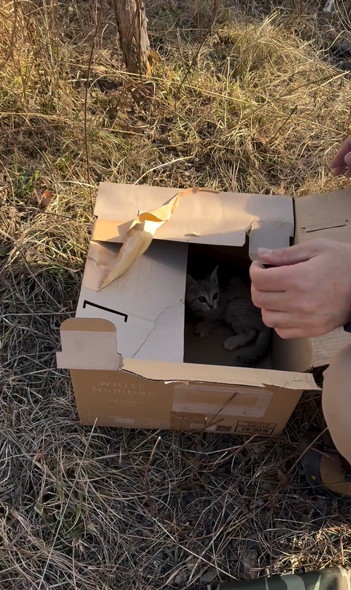 笑顔で走りまわるワンコ