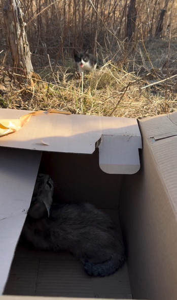 笑顔で走りまわるワンコ