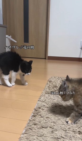 笑顔で走りまわるワンコ