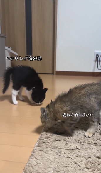 笑顔で走りまわるワンコ