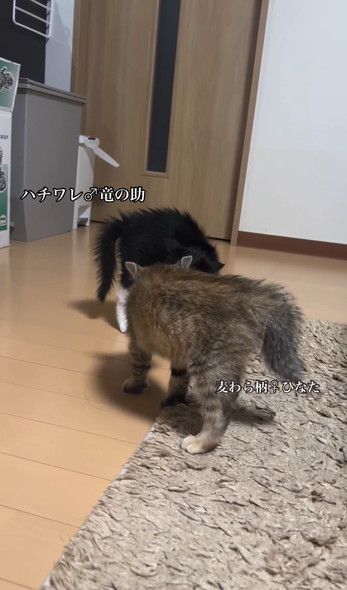 笑顔で走りまわるワンコ