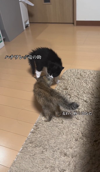 笑顔で走りまわるワンコ