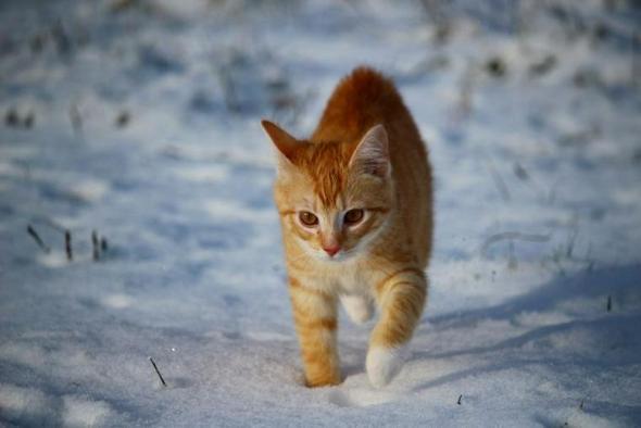 猫は雪が嫌いな理由や注意点