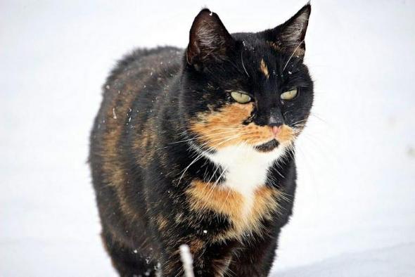 猫は雪が嫌いな理由や注意点