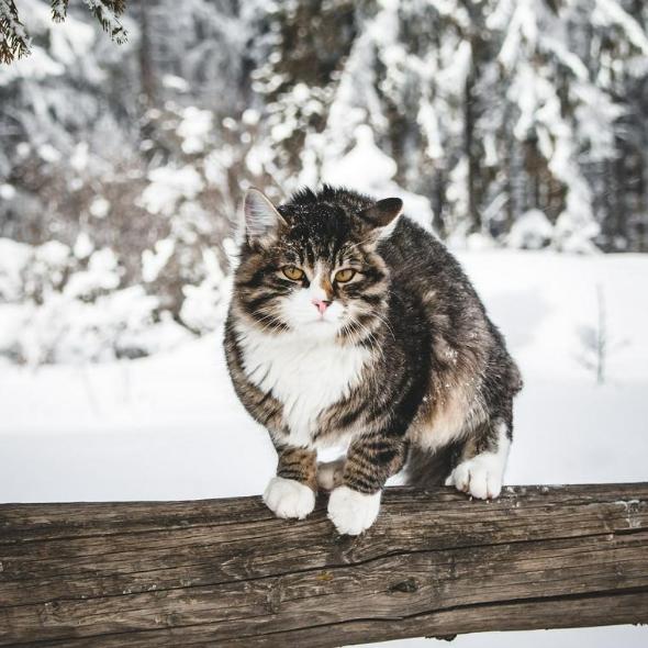 猫は雪が嫌いな理由や注意点