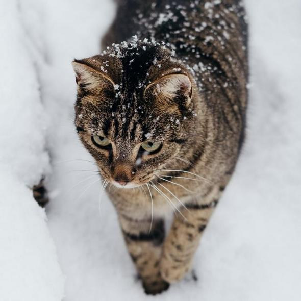 猫は雪が嫌いな理由や注意点