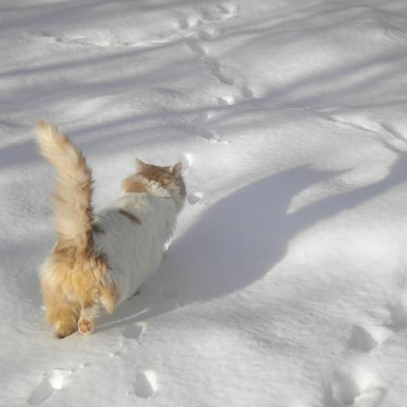 猫は雪が嫌いな理由や注意点