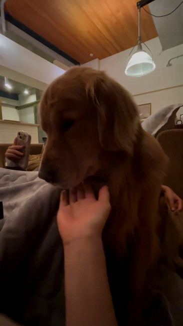 顔をそむけるゴル