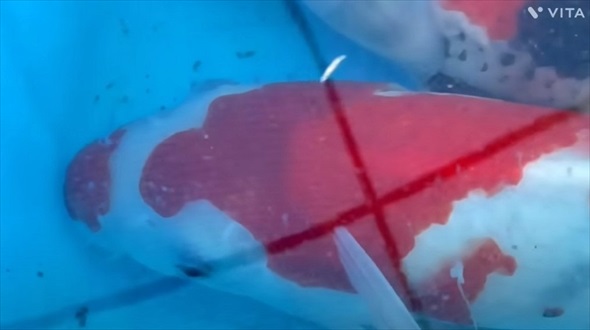 幻の錦鯉の姿に驚愕