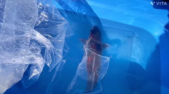 幻の錦鯉の姿に驚愕