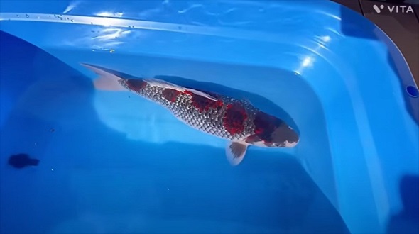 幻の錦鯉の姿に驚愕