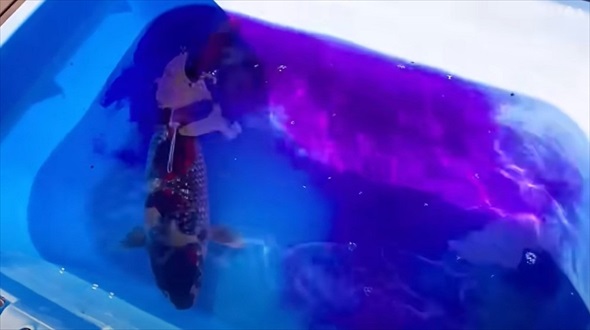 幻の錦鯉の姿に驚愕