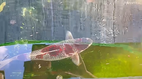 幻の錦鯉の姿に驚愕