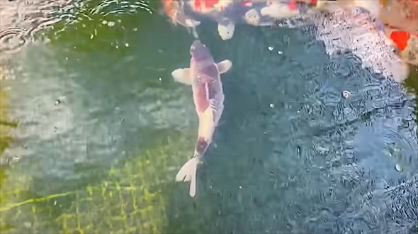 幻の錦鯉の姿に驚愕