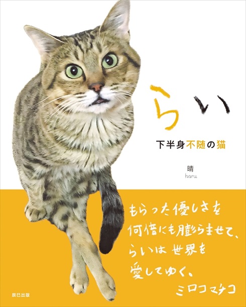 らい下半身不随の猫