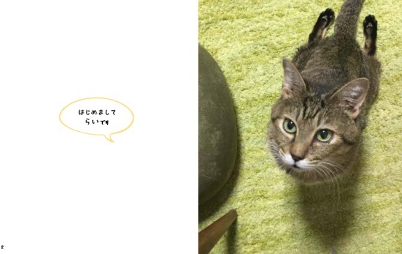 らい下半身不随の猫