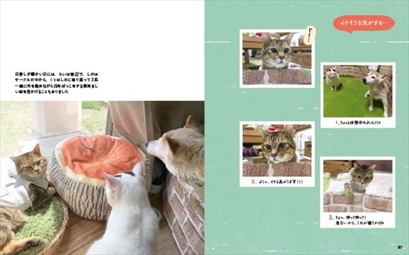 らい下半身不随の猫