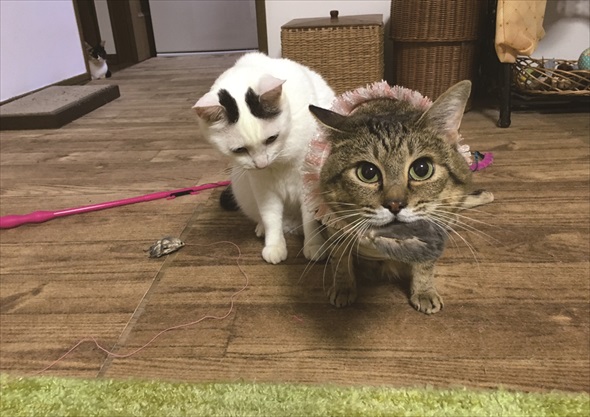 らい下半身不随の猫