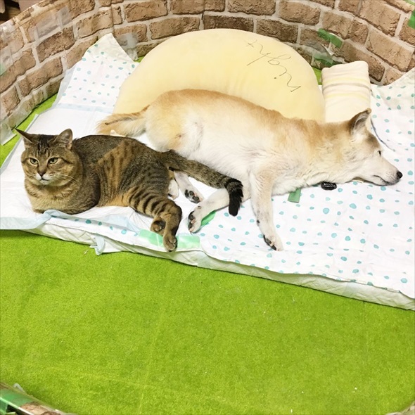 らい下半身不随の猫