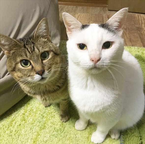 らい下半身不随の猫