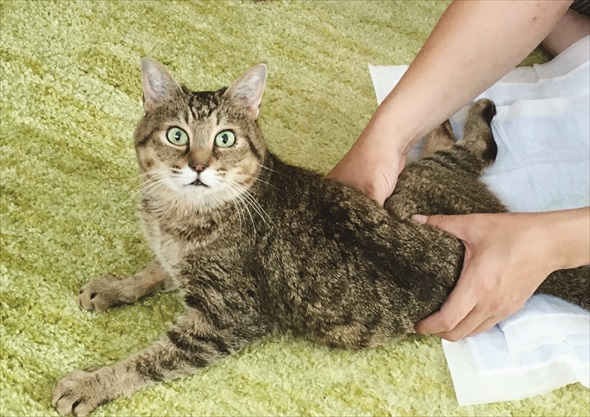 らい下半身不随の猫