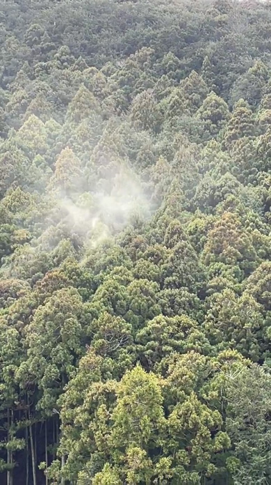 スギ 花粉 飛ぶ 瞬間 映像 始まった