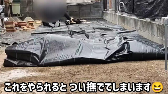 柴犬 庭 リフォーム 人工芝 DIY ドッグラン 反応 ビフォーアフター