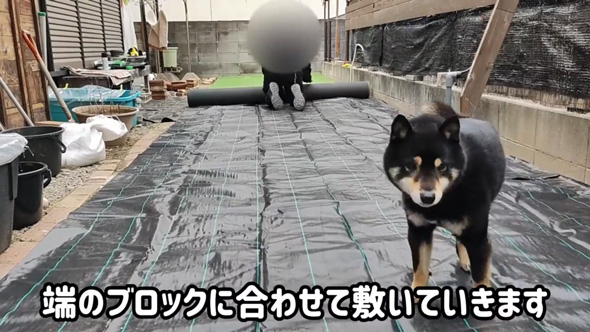 柴犬 庭 リフォーム 人工芝 DIY ドッグラン 反応 ビフォーアフター