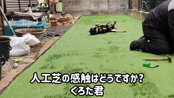 柴犬 庭 リフォーム 人工芝 DIY ドッグラン 反応 ビフォーアフター