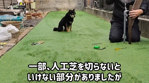 柴犬 庭 リフォーム 人工芝 DIY ドッグラン 反応 ビフォーアフター