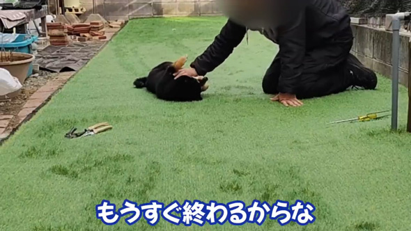 柴犬 庭 リフォーム 人工芝 DIY ドッグラン 反応 ビフォーアフター