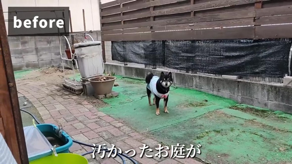 柴犬 庭 リフォーム 人工芝 DIY ドッグラン 反応 ビフォーアフター