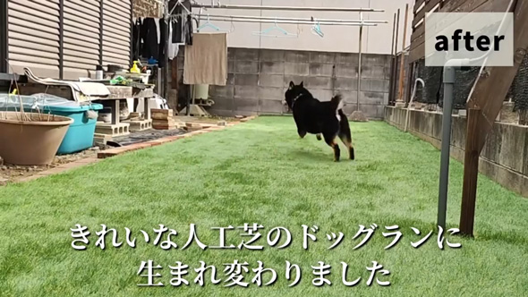 柴犬 庭 リフォーム 人工芝 DIY ドッグラン 反応 ビフォーアフター