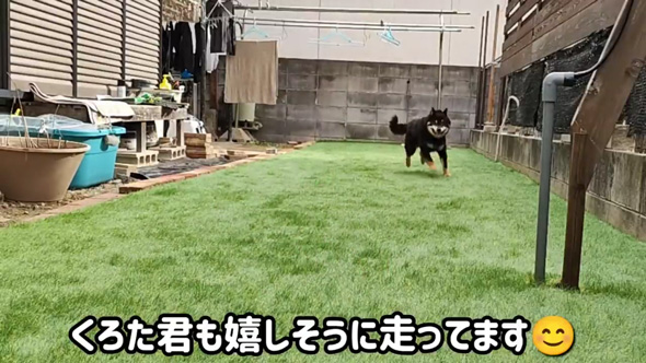 柴犬 庭 リフォーム 人工芝 DIY ドッグラン 反応 ビフォーアフター